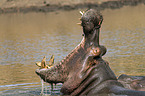 River Horse