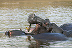 River Horse