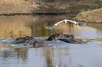 River Horses and Grey Heron