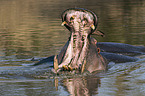 River Horses and Hammerhead