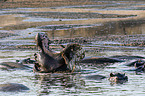 River Horses