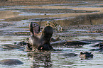 River Horses
