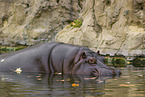 hippo