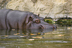hippo