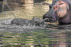 hippos
