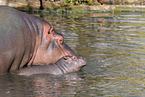 hippos