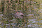 hippo