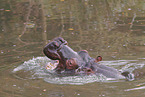 hippo