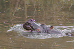 hippo