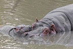 hippos
