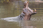 hippo
