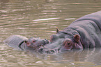 hippos