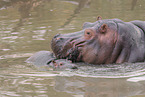 hippos