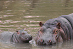 hippos