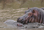hippos