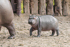 hippos