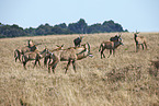Roan antelopes