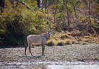 Roan antelope