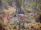 Roan antelopes