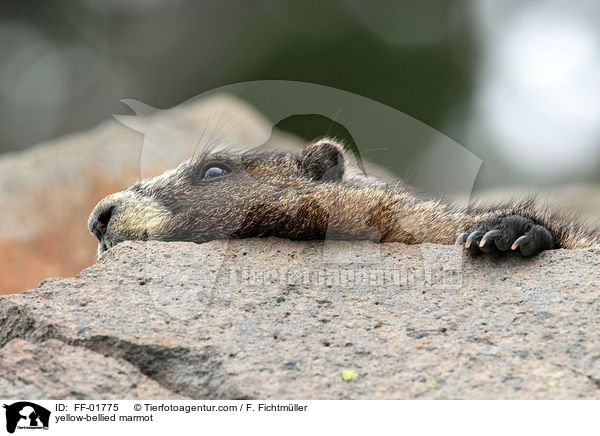 Gelbbauchmurmeltier / yellow-bellied marmot / FF-01775