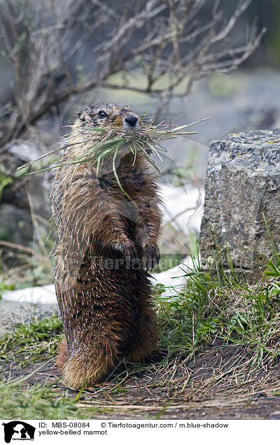 Gelbbauchmurmeltier / yellow-bellied marmot / MBS-08084