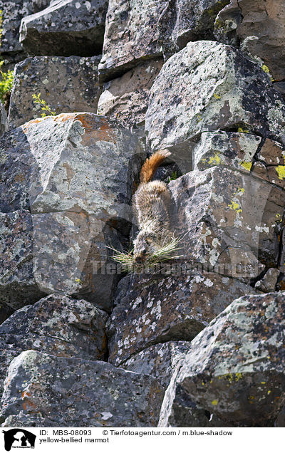 Gelbbauchmurmeltier / yellow-bellied marmot / MBS-08093