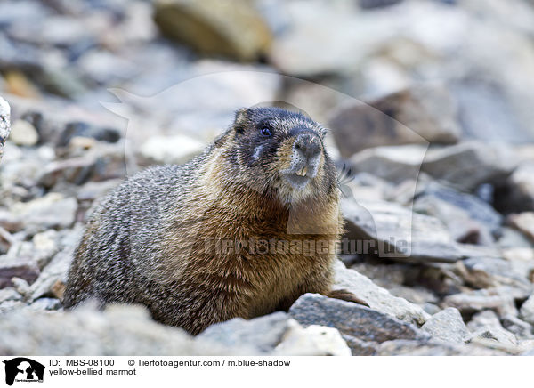 Gelbbauchmurmeltier / yellow-bellied marmot / MBS-08100