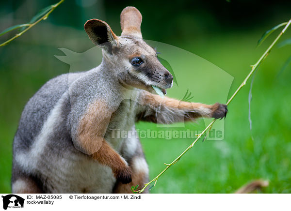 Felsknguru / rock-wallaby / MAZ-05085