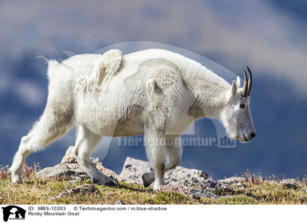 Rocky Mountain Goat / MBS-10263