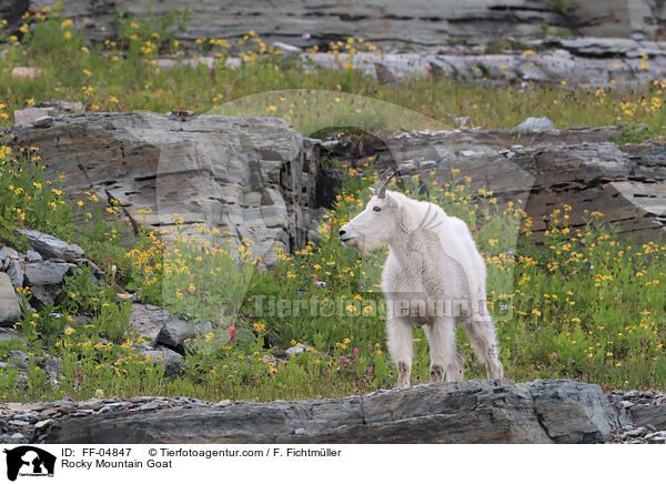 Rocky Mountain Goat / FF-04847