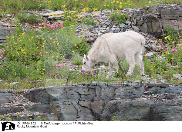 Rocky Mountain Goat / FF-04852
