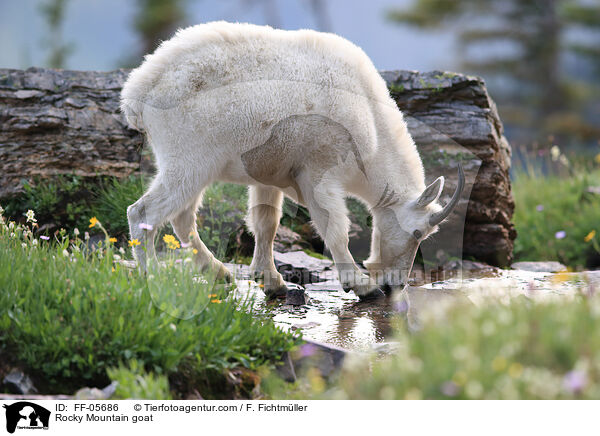 Rocky Mountain goat / FF-05686