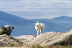 Rocky Mountain Goat