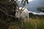 Rocky Mountain Goat
