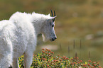 Rocky Mountain Goat