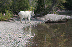 Rocky Mountain Goat