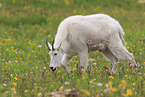 Rocky Mountain Goat