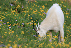 Rocky Mountain goat