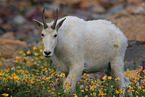 Rocky Mountain goat