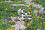 Rocky Mountain goat