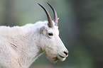 Rocky Mountain goat