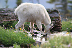 Rocky Mountain goat