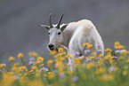 Rocky Mountain goat