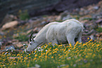 Rocky Mountain goat