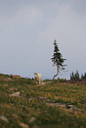 Rocky Mountain goat