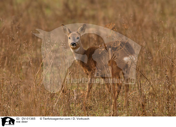 roe deer / DV-01365