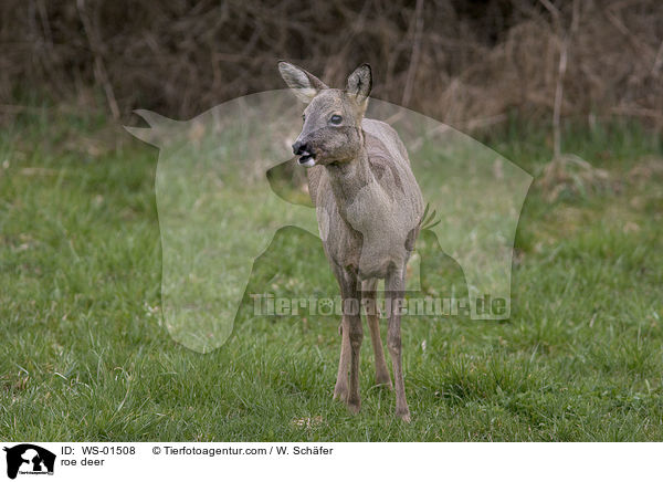 Reh / roe deer / WS-01508