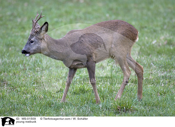 junger Rehbock / young roebuck / WS-01509