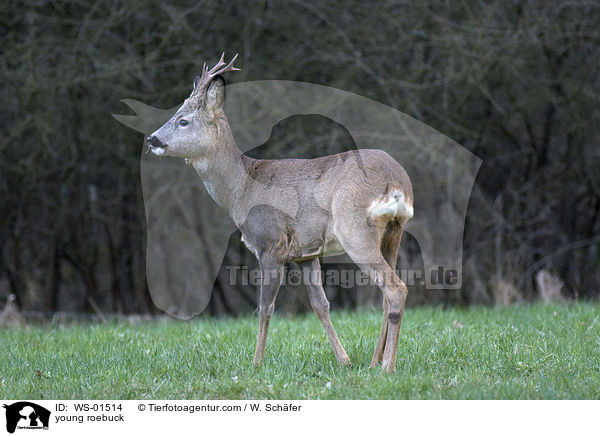 junger Rehbock / young roebuck / WS-01514