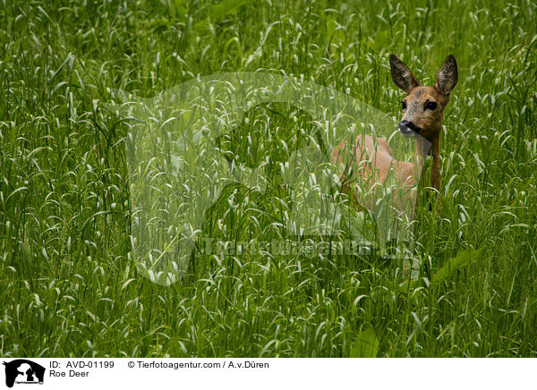 Roe Deer / AVD-01199